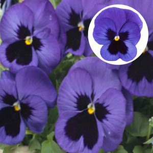 Afbeelding van Viola P9 Grootbloemig Blue blotch
